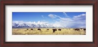 Framed Bison Herd, Grand Teton National Park, Wyoming, USA