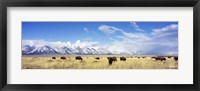 Framed Bison Herd, Grand Teton National Park, Wyoming, USA