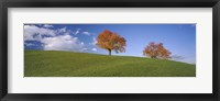 Framed Cherry Trees On A Hill, Cantone Zug, Switzerland