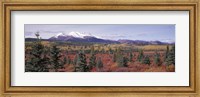 Framed Canada, Yukon Territory, View of pines trees in a valley