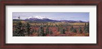 Framed Canada, Yukon Territory, View of pines trees in a valley