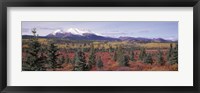 Framed Canada, Yukon Territory, View of pines trees in a valley