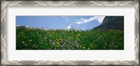 Framed Wild Flowers, Matterhorn Switzerland