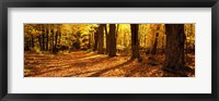 Framed Tree Lined Road, Massachusetts, USA