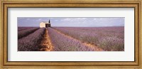 Framed Lavender Field, Valensole Province, France