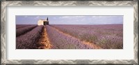 Framed Lavender Field, Valensole Province, France