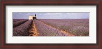 Framed Lavender Field, Valensole Province, France