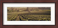 Framed Aerial View Of Rows Crop In A Vineyard, Careros Valley, California, USA