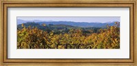 Framed High Angle View Of A Field, Alexander Valley, Napa, California, USA