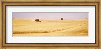 Framed Tractor, Wheat Field, Plateau De Valensole, France
