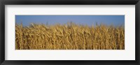 Framed Field Of Wheat, France