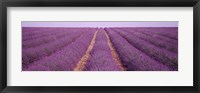 Framed France, View of rows of blossoms in a field