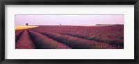 Framed Lavender crop on a landscape, France