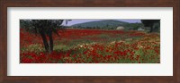 Framed Red poppies in a field, Turkey