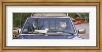 Framed Close-up of two dogs in a pick-up truck, Main Street, Talkeetna, Alaska, USA