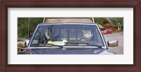 Framed Close-up of two dogs in a pick-up truck, Main Street, Talkeetna, Alaska, USA