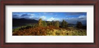 Framed Trees in a field, Loch Tay, Scotland