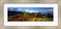 Framed Trees in a field, Loch Tay, Scotland