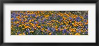 Framed California Golden Poppies (Eschscholzia californica) and Bush Lupines (Lupinus albifrons), Table Mountain, California, USA