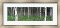 Framed Birch Forest, Punkaharju, Finland