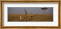 Framed African cheetah (Acinonyx jubatus jubatus) sitting on a fallen tree, Masai Mara National Reserve, Kenya