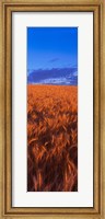 Framed Wheat Field WA