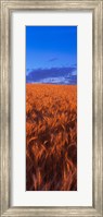 Framed Wheat Field WA