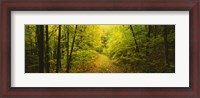 Framed Dirt road passing through a forest, Vermont, USA