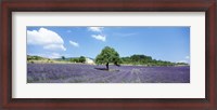 Framed Lavender Field Provence France