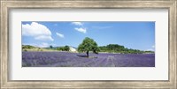 Framed Lavender Field Provence France