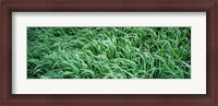 Framed High angle view of grass, Montana, USA