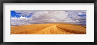 Framed Wheat Field, Washington State, USA