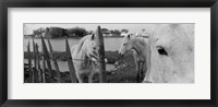 Framed Horses, Camargue, France