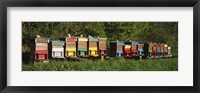 Framed Row of beehives, Switzerland