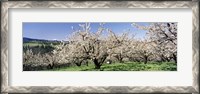 Framed Cherry Orchard, Oregon, USA
