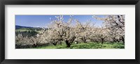 Framed Cherry Orchard, Oregon, USA