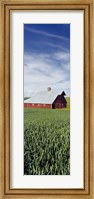 Framed Barn in a wheat field, Washington State (vertical)