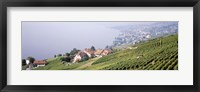 Framed Vineyards, Lausanne, Lake Geneva, Switzerland