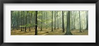 Framed Woodlands near Annweiler Germany