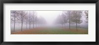 Framed Trees in Fog Schleissheim Germany