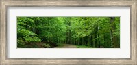 Framed Road Through a Forest near Kassel Germany