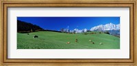 Framed Cattle Graze in Alps Wilder Kaiser Going Austria