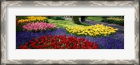 Framed Colorful flower beds, Keukenhof Garden, Lisse, The Netherlands