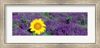 Framed Lone sunflower in Lavender Field, France