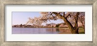 Framed Cherry blossom tree along a lake, Potomac Park, Washington DC, USA