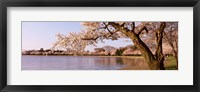 Framed Cherry blossom tree along a lake, Potomac Park, Washington DC, USA