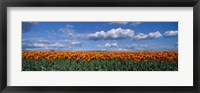 Framed Clouds over a tulip field, Skagit Valley, Washington State, USA