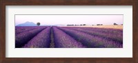 Framed Lavender Field, Plateau De Valensole, France
