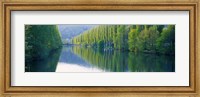 Framed Poplar Trees On River Aare, Near Canton Aargau, Switzerland