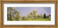 Framed Pear trees in a field (Pyrus communis), Aargau, Switzerland